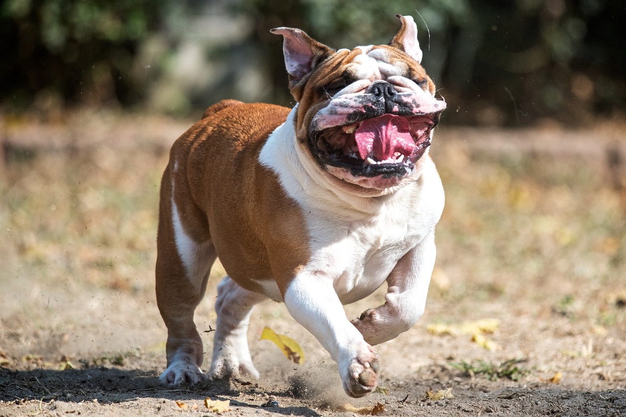 比特犬和恶霸犬哪个厉害,实证说明解析_视频版49.58.29